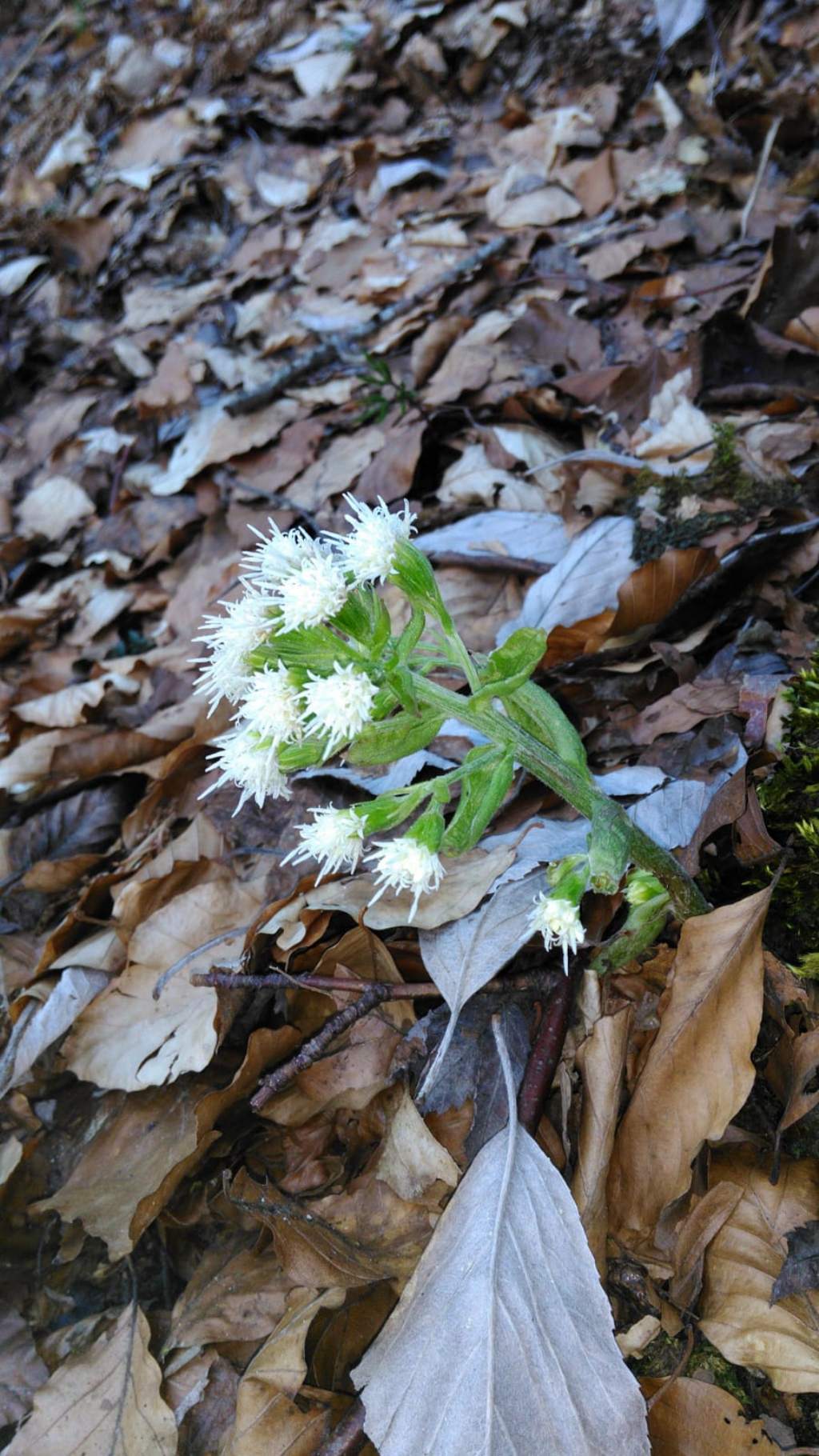 Petasites albus (Asteraceae)